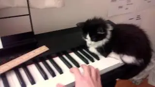 Tumbling Cat Plays the Piano