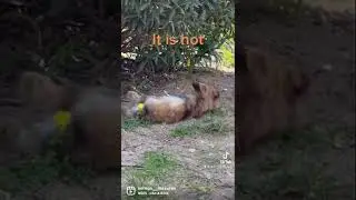 Funny Bunny 🐰 