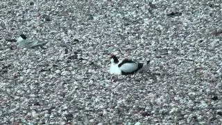 Vogels langs de Lancasterdijk  HD 1080p