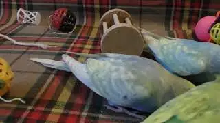 Шебутные проказы ПаВарят декабрь 2019