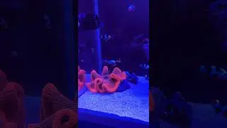 Clownfish harem with a red carpet anemone. #aquarium #reef #fishtank #reeftank #clownfish #anemone