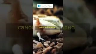 Регенерация 80 уровня. Слабонервным не смотреть.