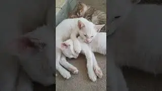 😍 കരുതലും വാത്സല്യവും