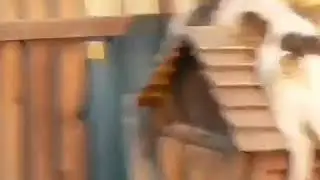 Собака устала