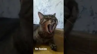 🐈‍⬛