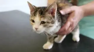 ласкуша Злата