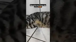 😻Obra prima que Picasso não pintou!             #cats #felinoslindos #pets #cat #gatinhos #gato