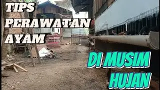 Tips Ternak Ayam Saat Musim Hujan #ayamkampung