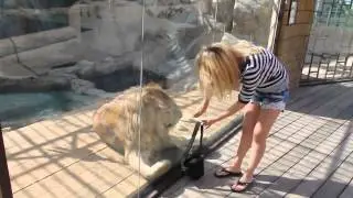 Лев хочет поиграть