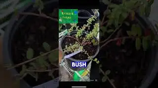 SURPRISE PLANT REVEALED #shortsviral #shortsfeed #growth #seeds #farm #growingseason #short #plants