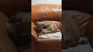Рыжая собака грызёт ногти