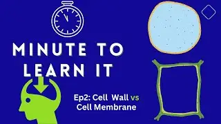 Minute to Learn It | Ep 2: Cell Wall vs Cell Membrane