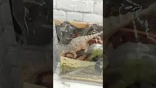 Динозавры Резиновые