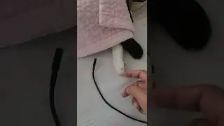 Хвостик. Жизнь в Корее