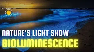 The Hidden Power of Bioluminescence I What Glows in the Dark
