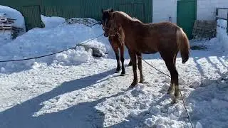 Драка жеребцов 🐎Айгырлар тобелеси
