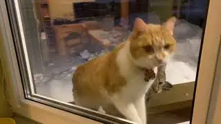 Замёрзшие коты очень просятся домой.