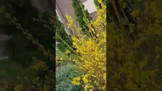 Лиски. весна, зелень, просто для настроения