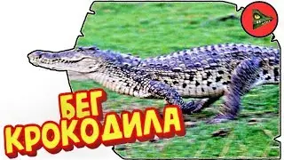 КАК БЕГАЮТ КРОКОДИЛЫ! Сумеет ли человек убежать от крокодила?
