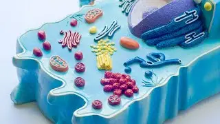 Nucleus, Nucleolus, and Nuclear Membrane
