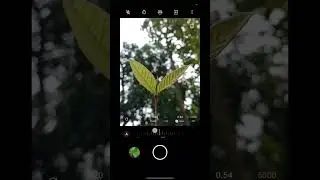 #mobilephotograpy #naturephotography #shortvideo #youtubeshorts #trendingshorts