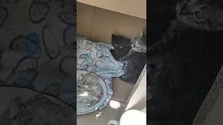 Очередные котята, которых выкинули как мусор 😥