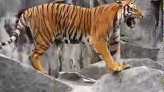 AUUUM tiger in Berlin zoo