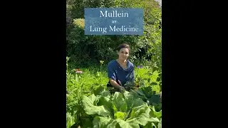 Mullein Medicine from Ivywood Herb Nursery & Gardens