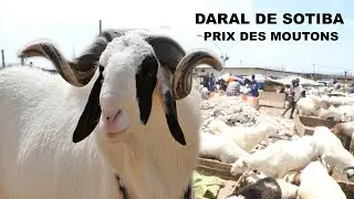 Daral de SOTIBA :  Reportage sur le prix des mouton