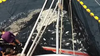 Purse seine fishing # fishing # fishermen # fishing at sea