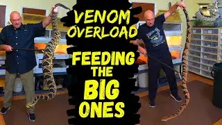 Feeding the World's Largest Venomous Snakes
