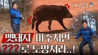 산에서 멧돼지를 맞닥뜨린 두 사람, 그중 한 사람만 공격받은 이유는?! | KBS 위기탈출 넘버원 131221 방송