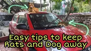How To Protect Your Car From Rats & Dogs | Easy Tips To Keep Rats & Dogs Away | #car