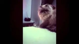 MLG Gato malo