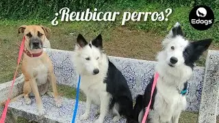 ¿REUBICAR PERROS? ¿Estás de acuerdo?