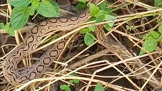 hidden snake 🐍😱 | kannadi viriyan snake #snake #snakevideo #animals #bigsnake bigsna