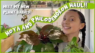 HOYA and PHILODENDRON Plant Haul! | All the plants I've bought since I moved