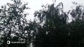 В Тверской области пожарные попытались снять кота с дерева струей воды