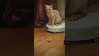 #funny #cat #immortalius