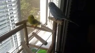 Tosha and Laima, budgies, are walking. More funny videos on Instagram _vikakot_