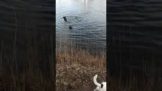 Ловят рыбу под водой.