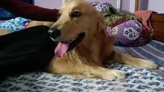 সিম্বার আরও একটি খেলনা । খেলতে খেলতে রক্ত বেরিয়ে গেলো । তারপর?
