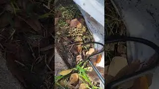 Tiny Snake Herping