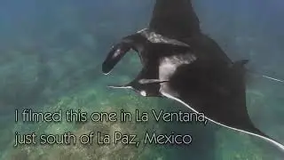 Reef Manta in Baja California, Mexico
