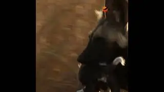 A wild dog mom on a mission! #wildlife #africansafari #animals #africanwildlife #wilddog #mom