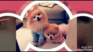 En sevimli köpek ve kedi fotoğrafları