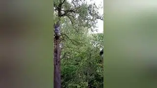 Охота на бродячих пчёл не прошла даром!Заметки юных роеловов! Контент эксклюзив! Юмор, приколы!