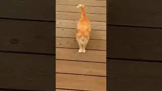 Балтика/Янтарный/ #cat #музыка