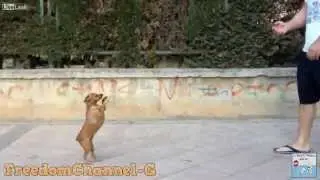 Fa finta di sparare al cane, l'animale si finge morto