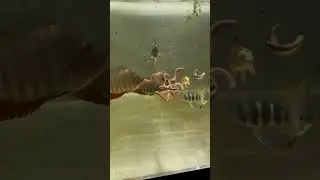 CATFISH vs MONSTER WORMS